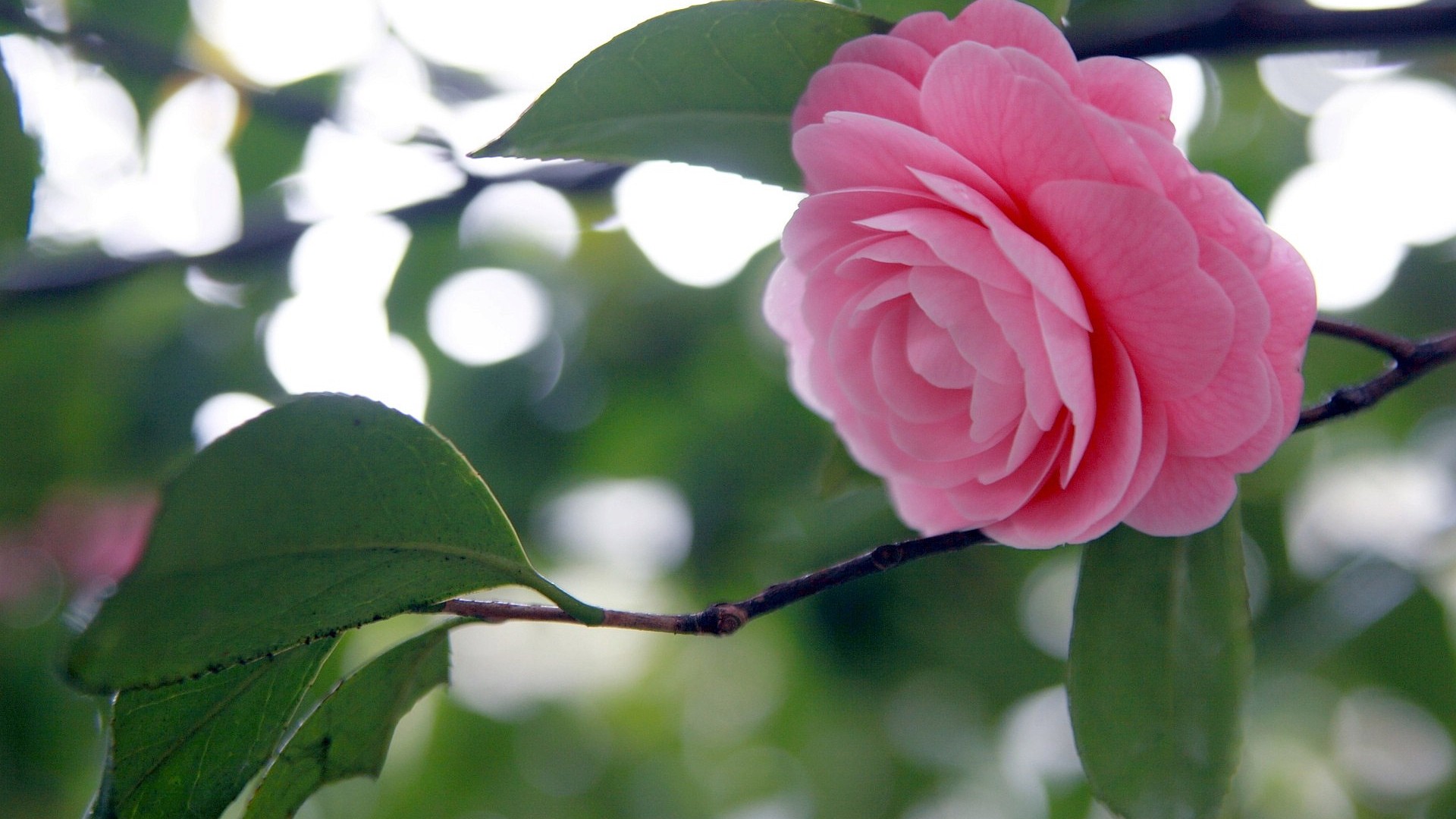 花开不多时txt下载