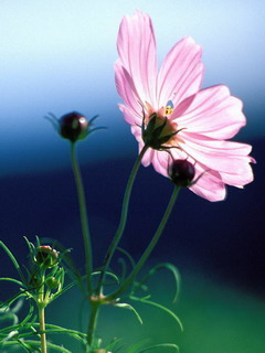 女尊之冷心落梦