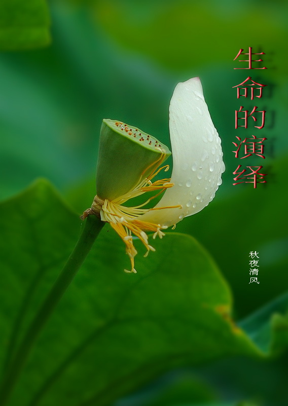 生命的演绎txt下载