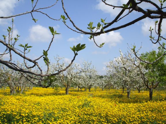 五月的意大利田野