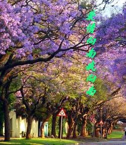 爱情向南我向南