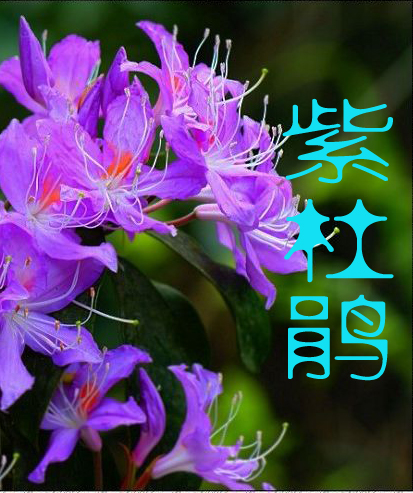 湘西最后的国军司令:紫杜鹃