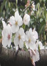 生命在盲点上流淌