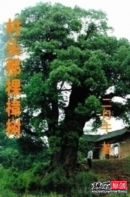 村头那棵樟树txt下载