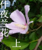 什夜兰花(上)